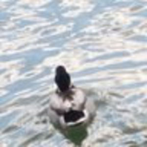 Meet your Posher, Maggie